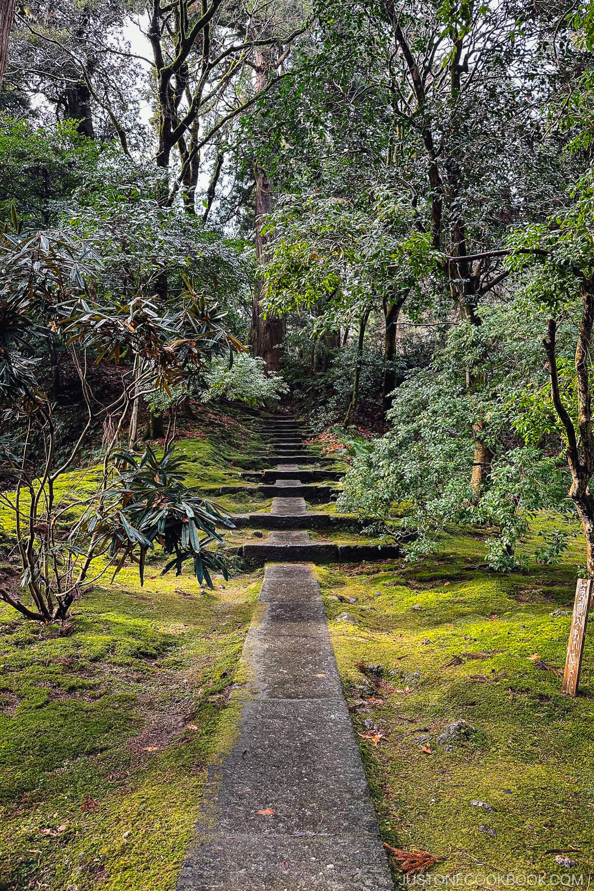 a stone pathway between moss covered ground