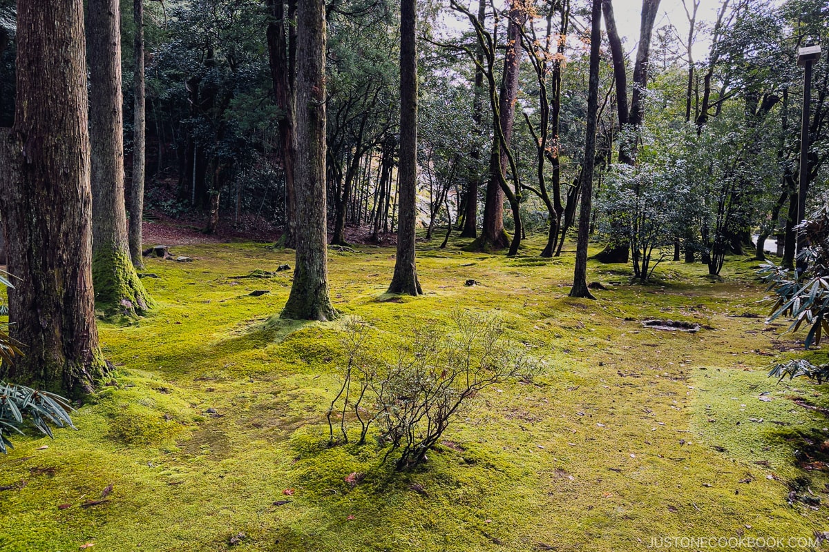 moss covered grounds with trees