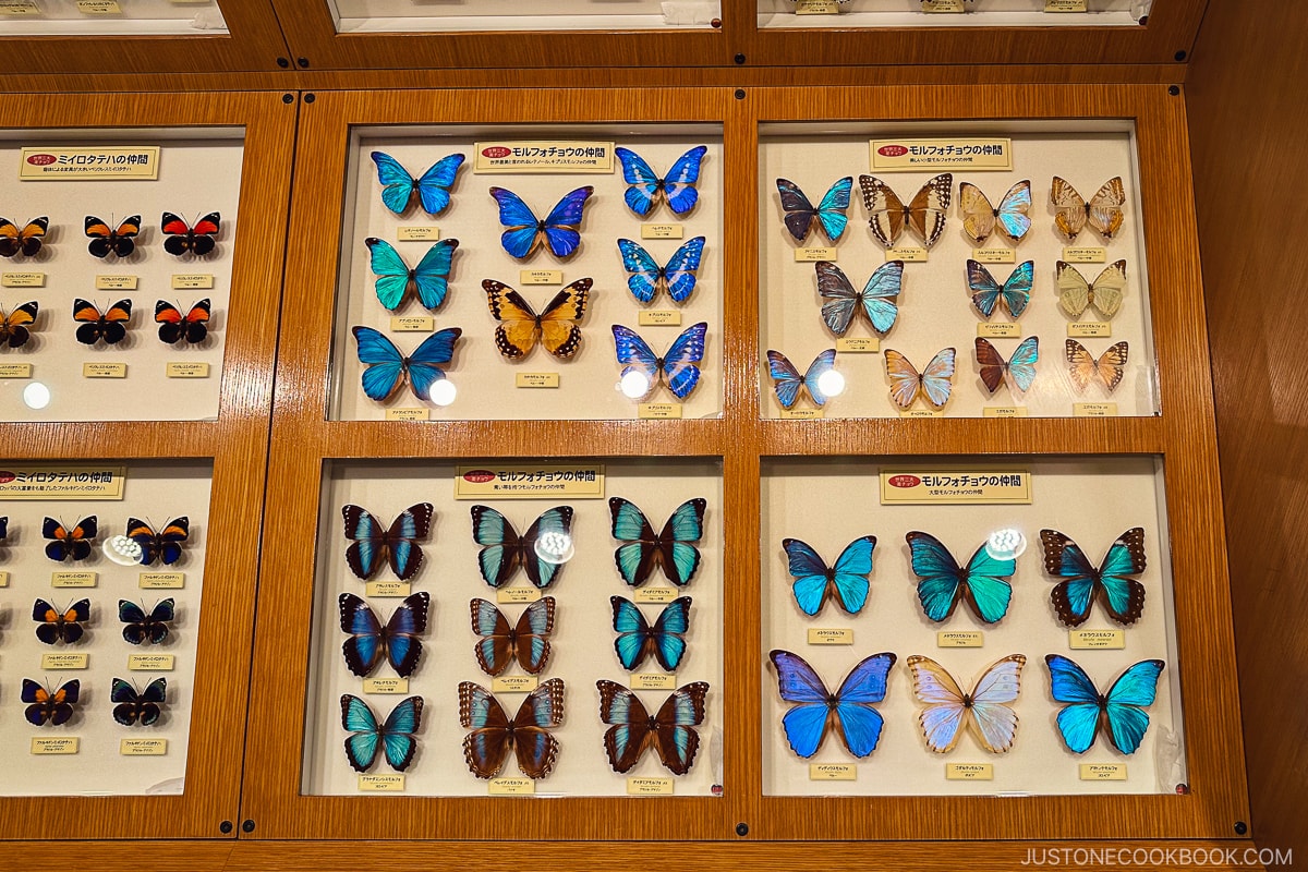 butterfly specimens on display