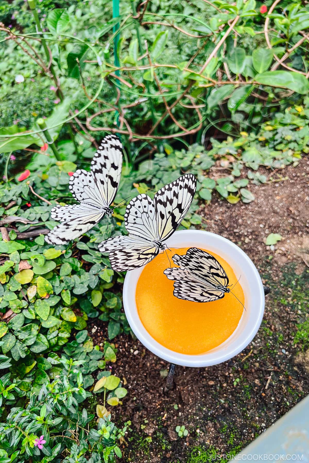 3 butterflies around plants