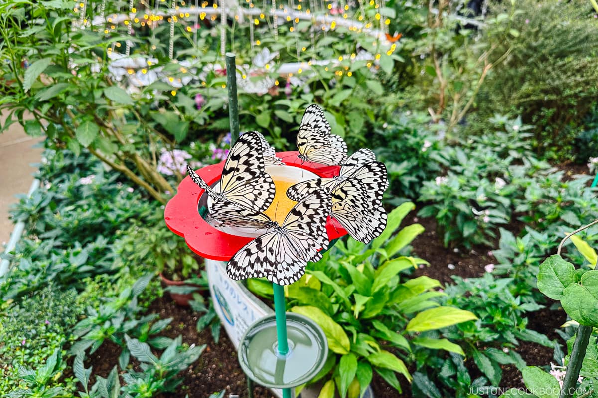butterflies in a garden