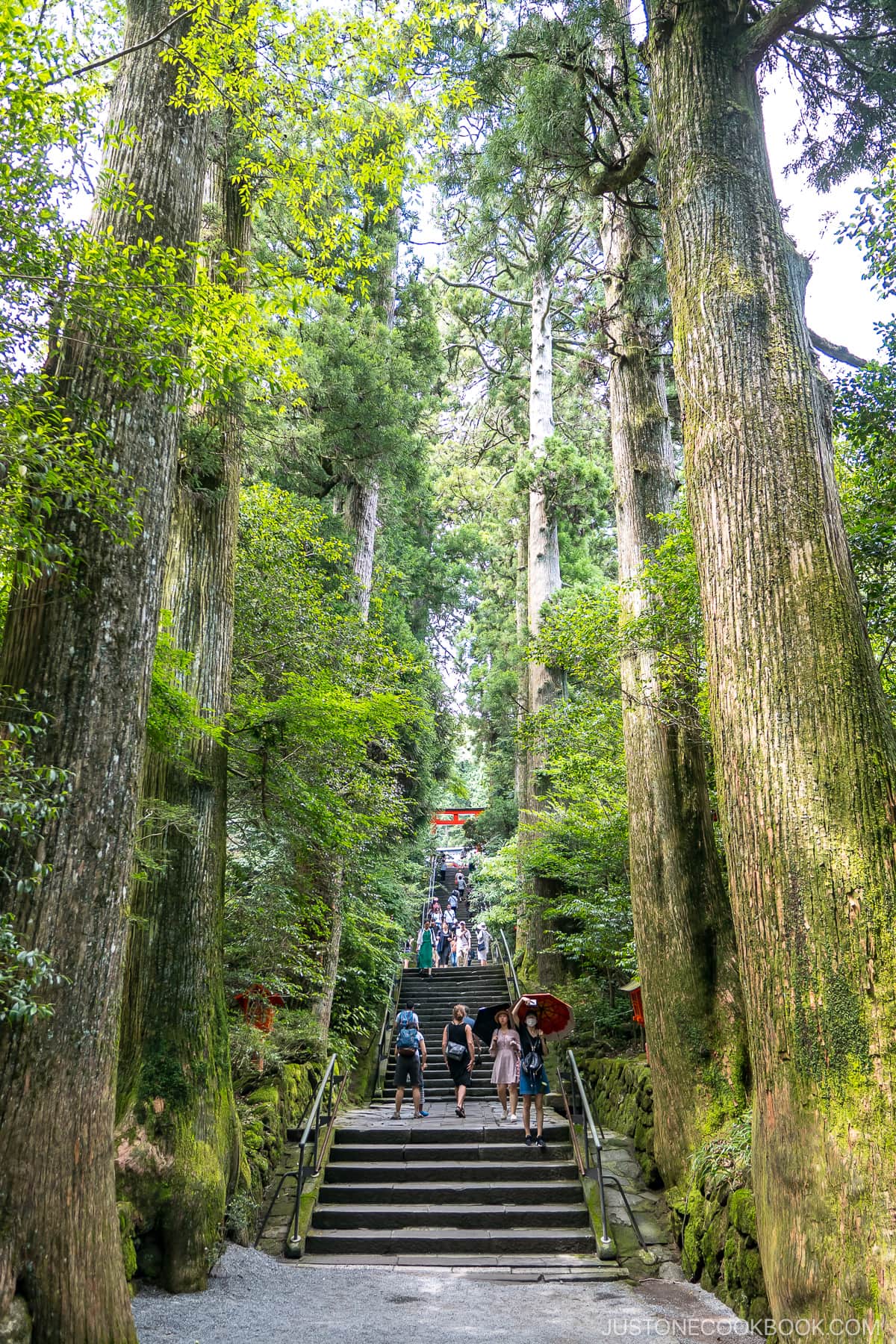 steps in between tall trees leading up to a torii gate