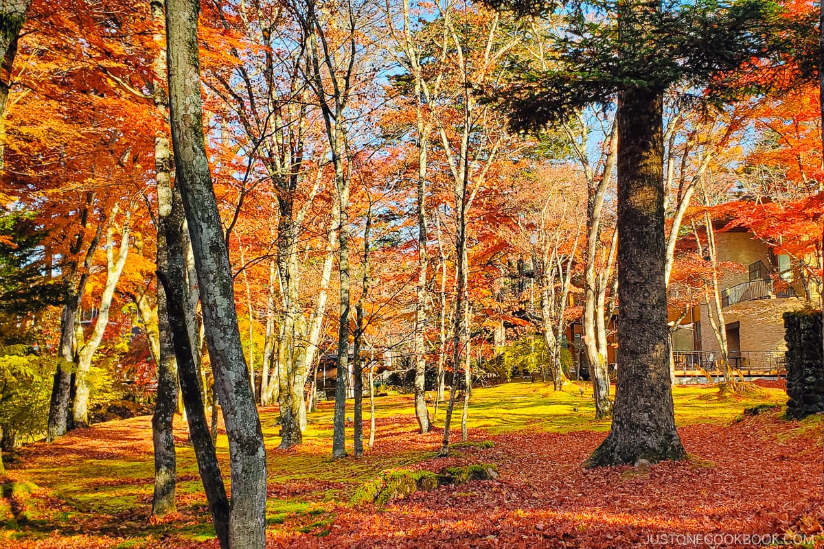 Well-tended moss garden with fallen maple leaves