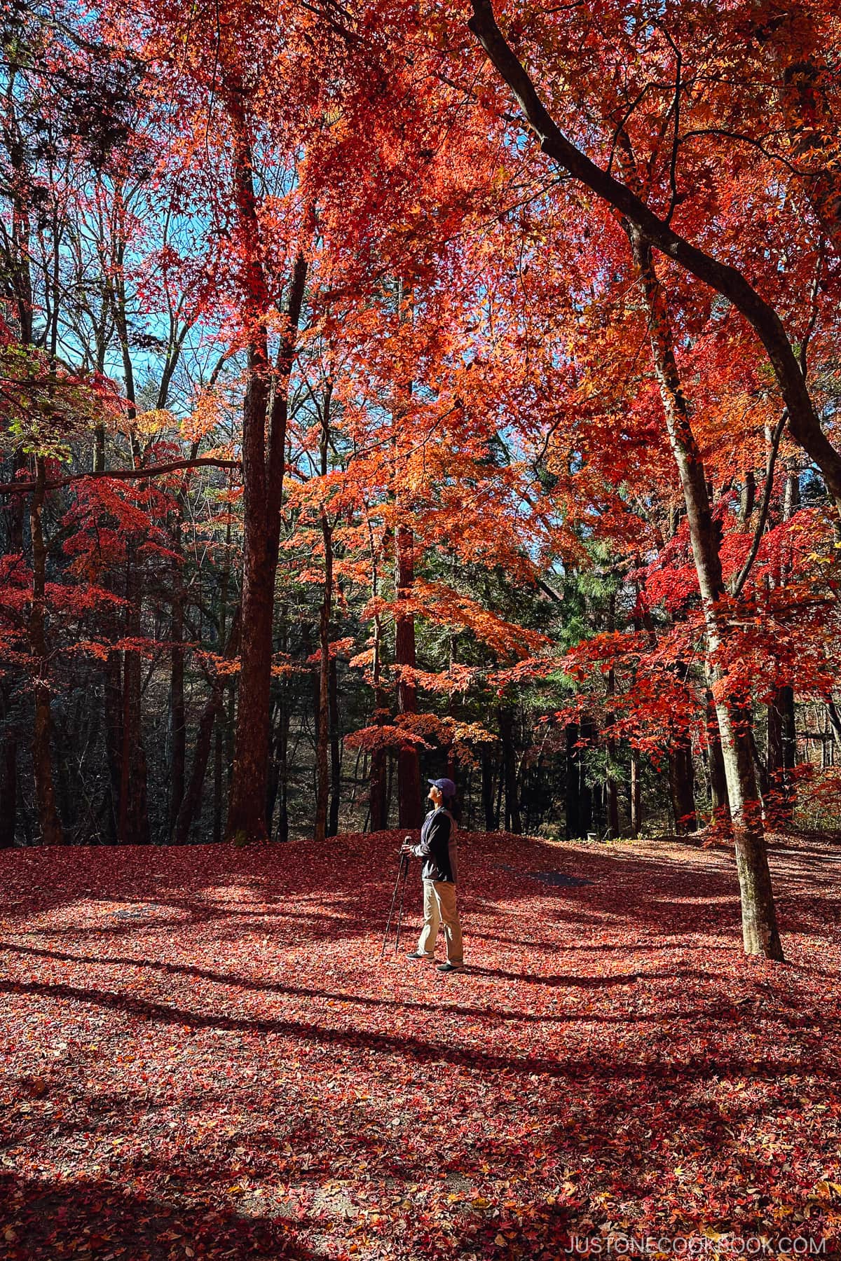 a man standing among trees