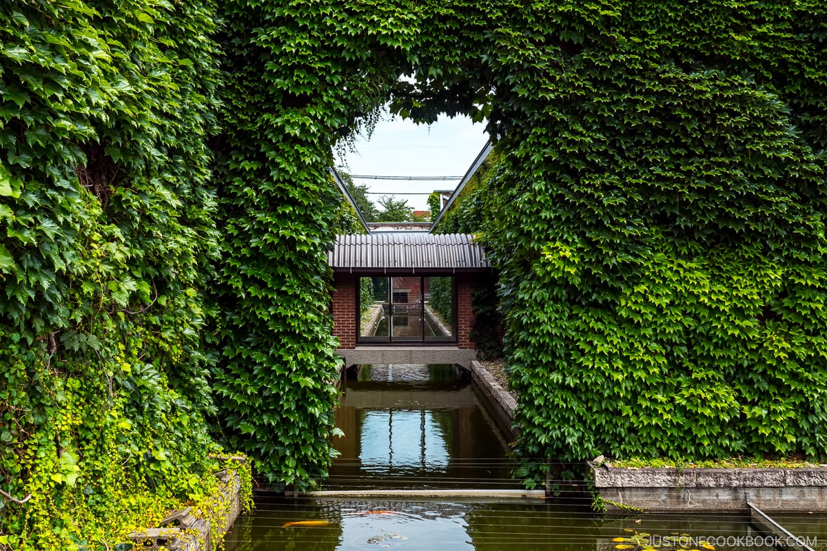 pond next to ivy covered building