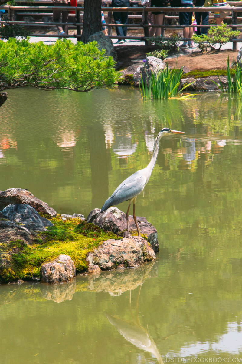 a crane on a rock in a pond