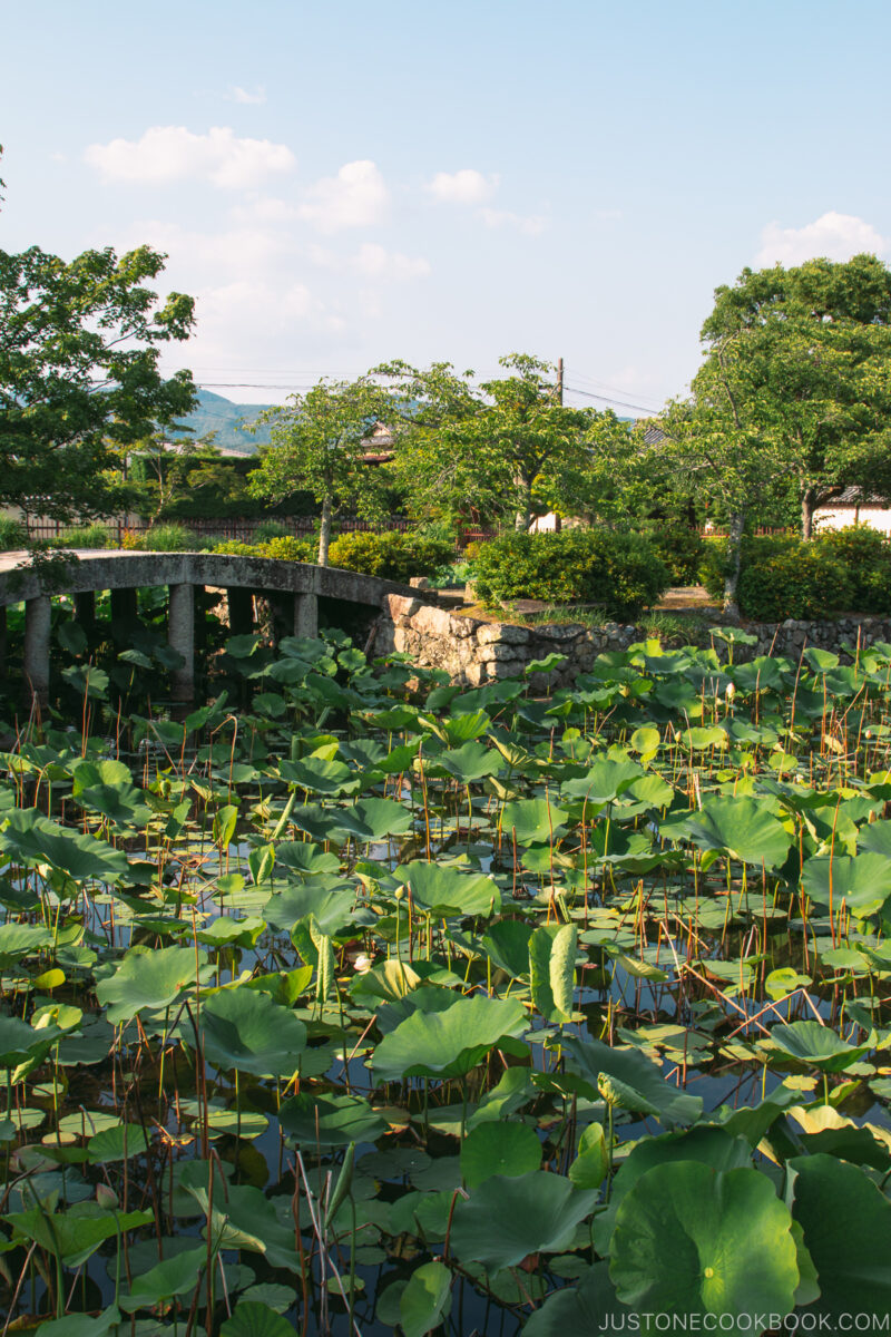 lotus plants in a pond