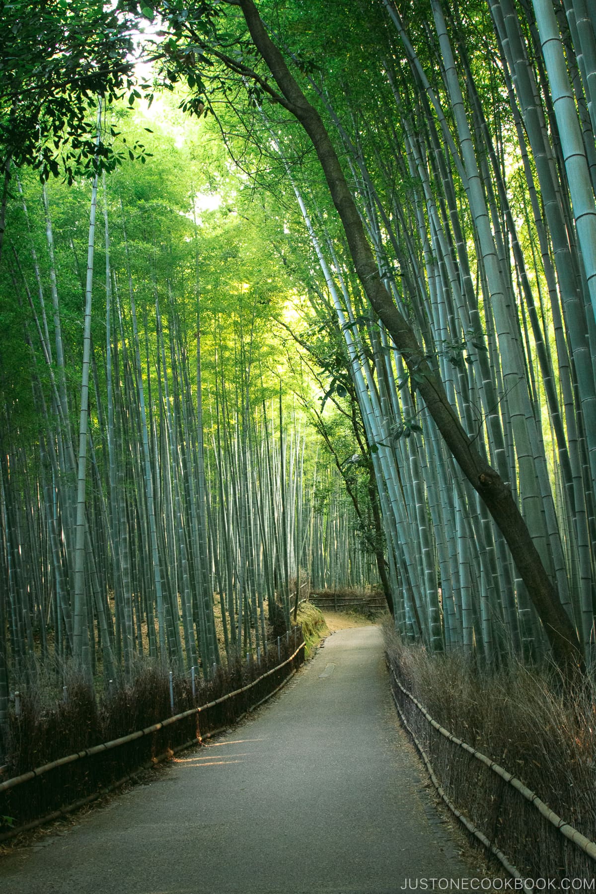 Arashiyama Bamboo Forest