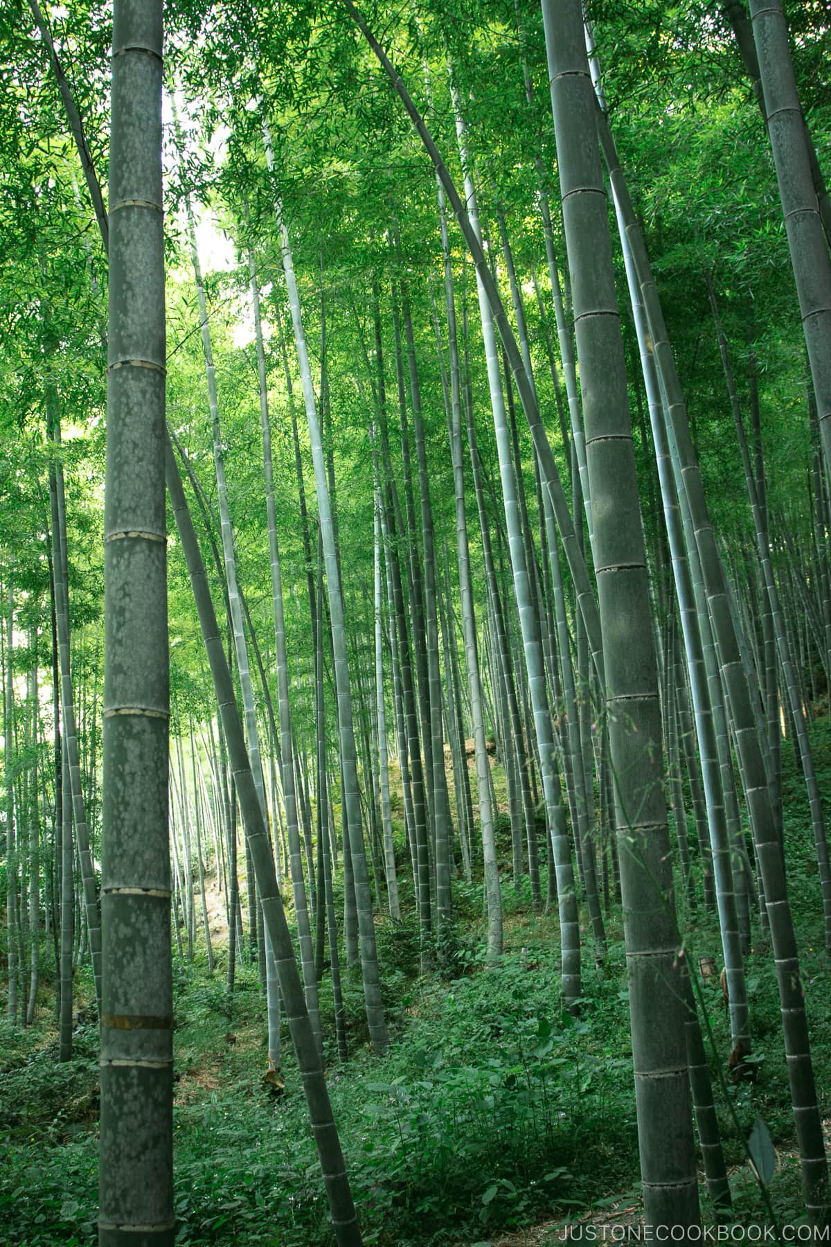 Arashiyama Bamboo Forest