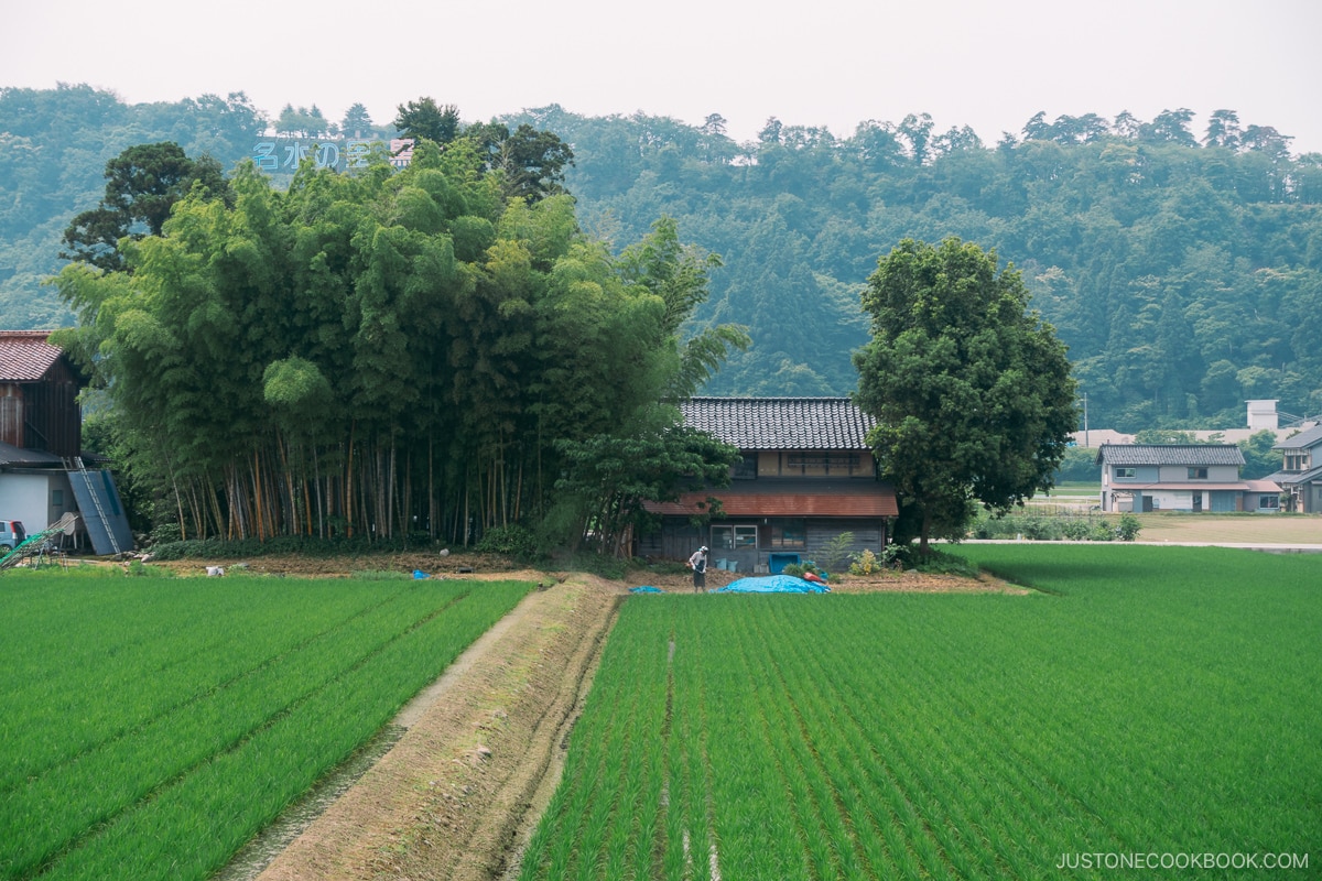 Rice field in Japan