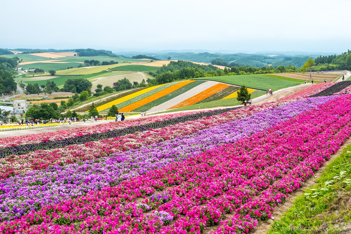 Furano flower park and farm