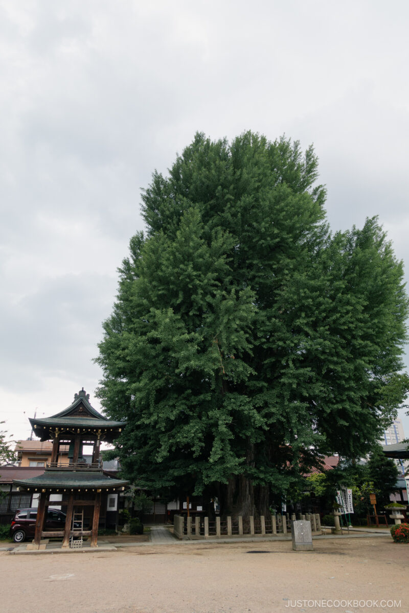 Hida Kokubun-ji Temple with a giant 1200 old ginkgo tree