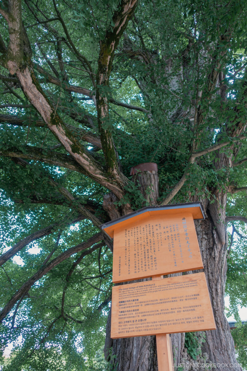 Close up of 1,200 year old ginkgo tree with explanation sign