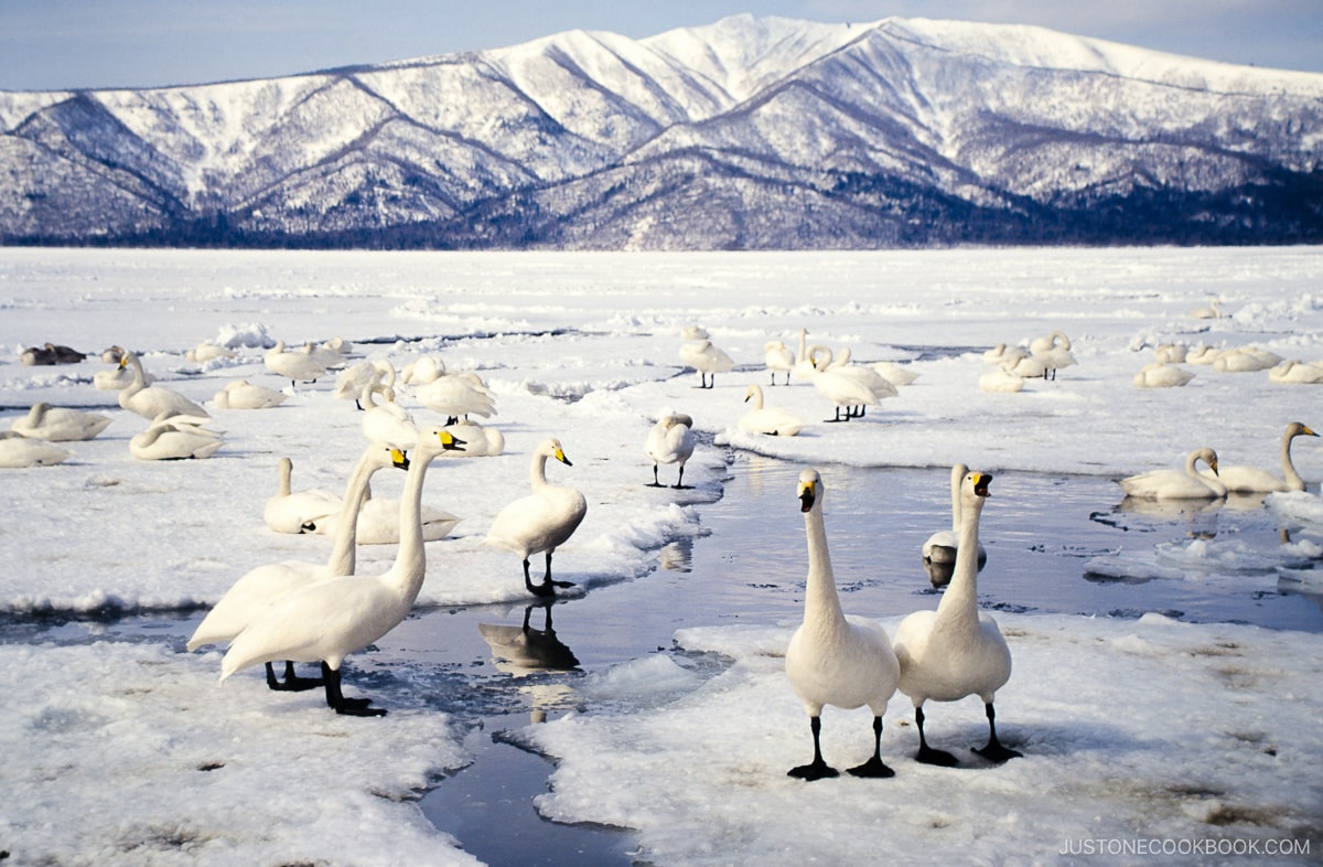 Swan on Lake Kussharo, Hokkaido, Japan