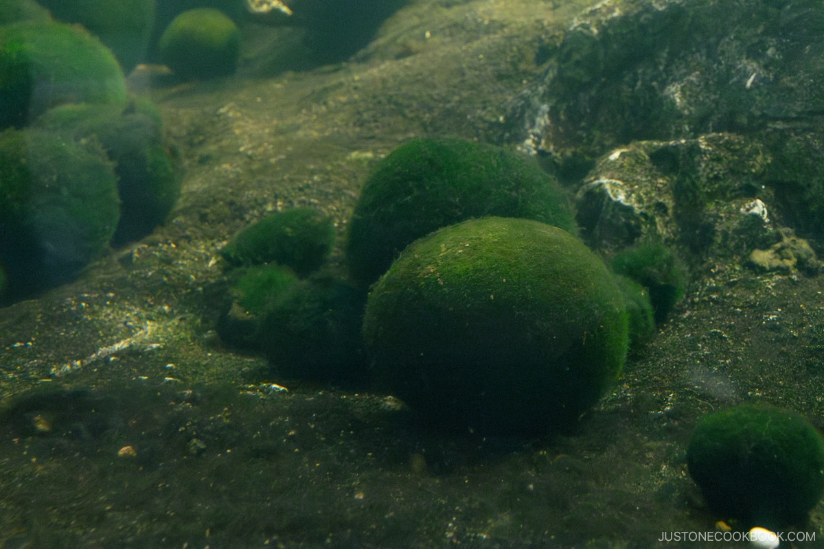 Marimo Algae