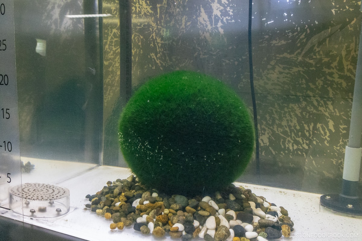 Marimo Algae