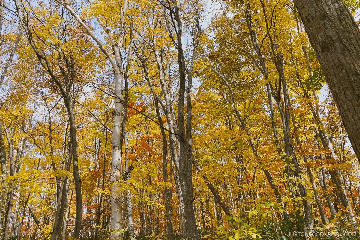 Autumn Leaves