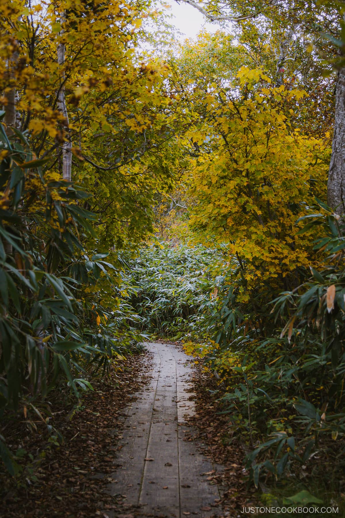 Shinsen Numa wooden pathway lined with autumn leaves