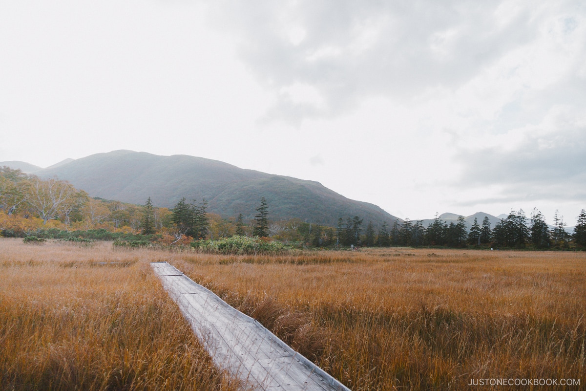 Shinsen Numa boardwalk