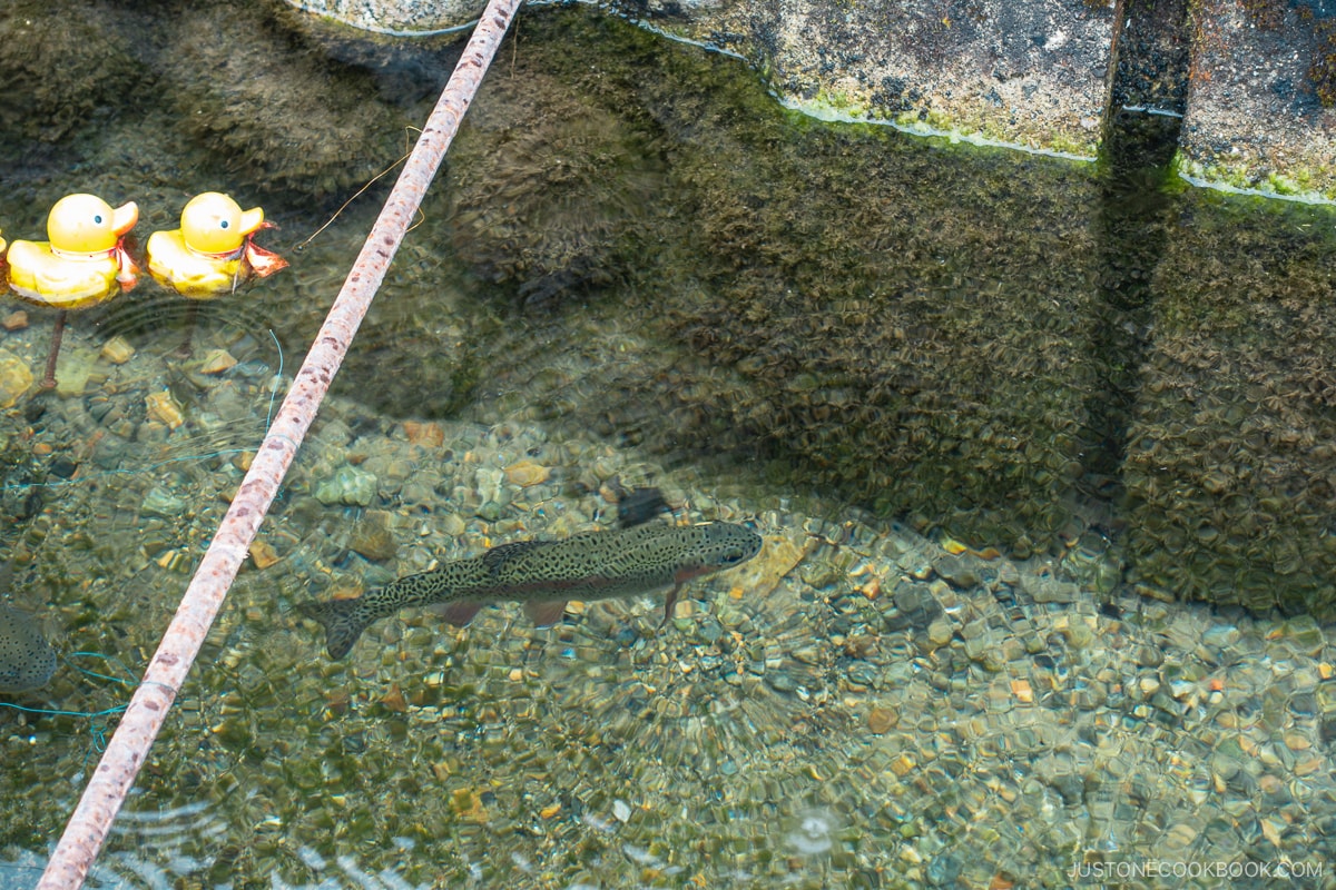 Clear water drainage that fish can swim in