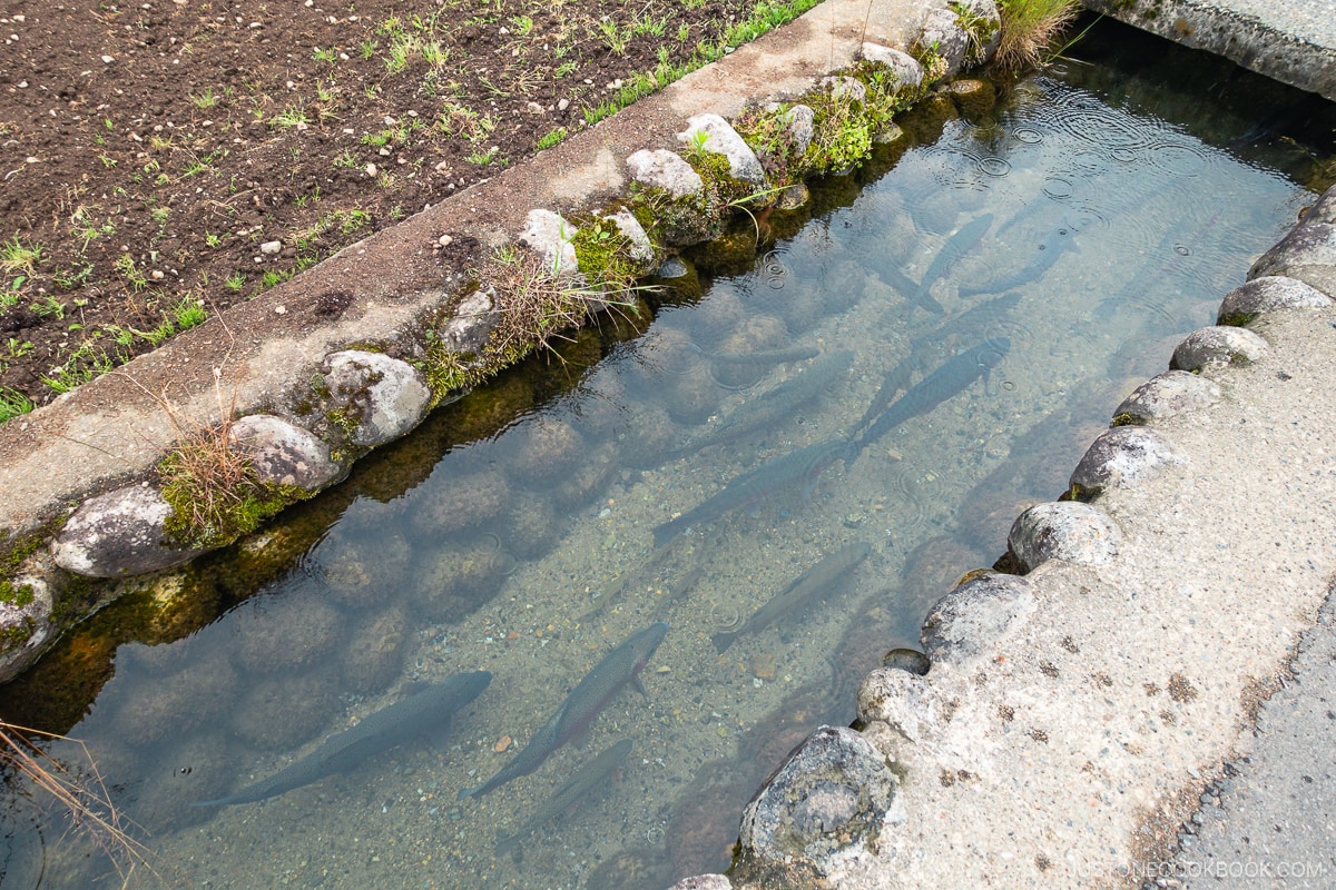 Clear water drainage that fish can swim
