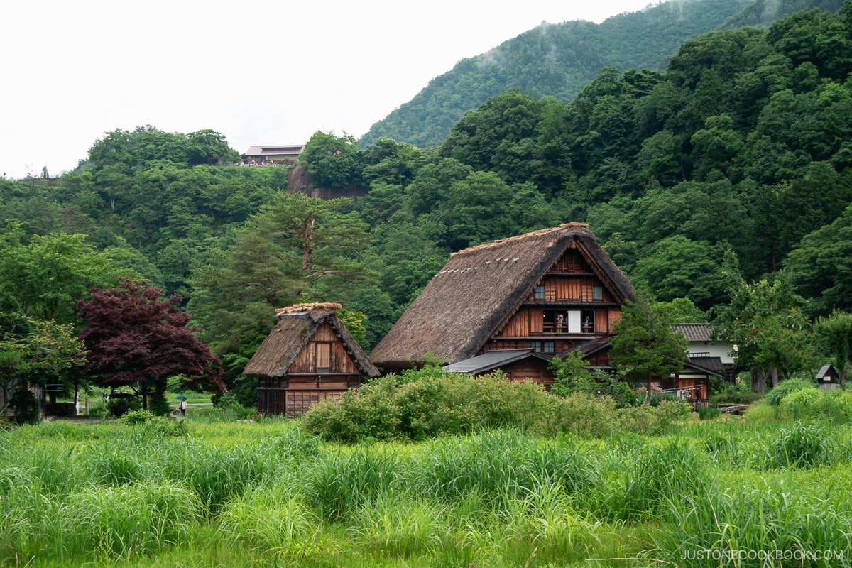 Gassho-Zukuri in Shirakawa-go in front of rice fields