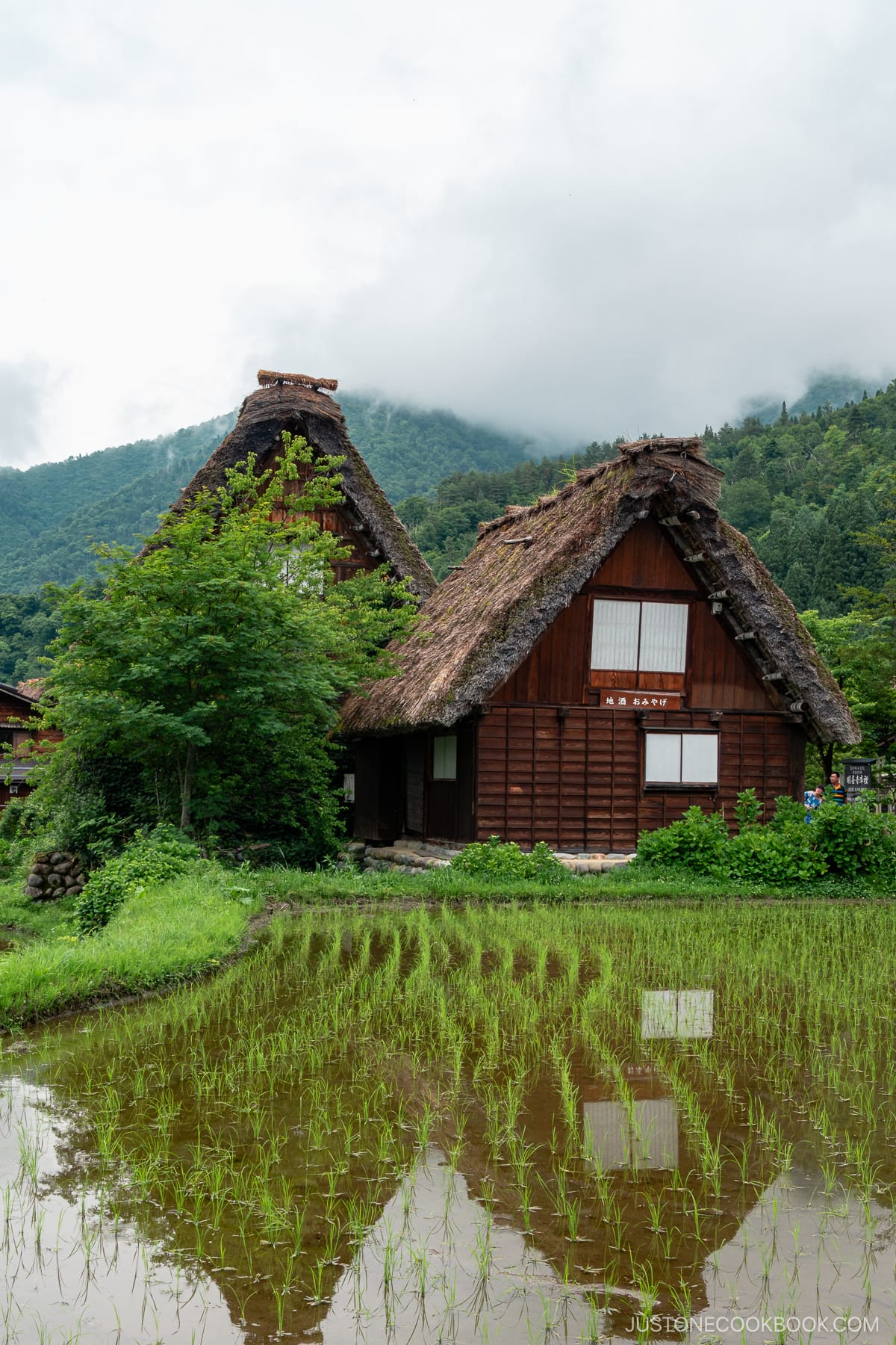 Gassho-Zukuri in Shirakawa-go in front of rice fields
