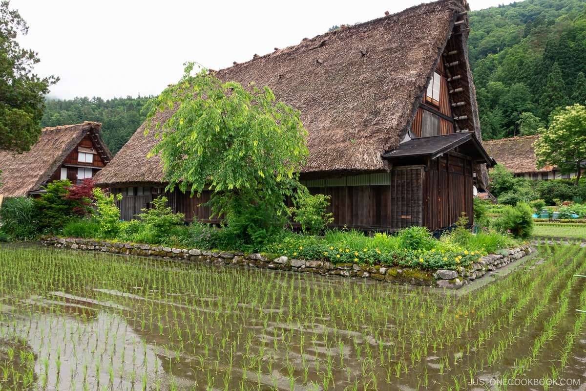 Gassho-Zukuri in Shirakawa-go in front of rice fields