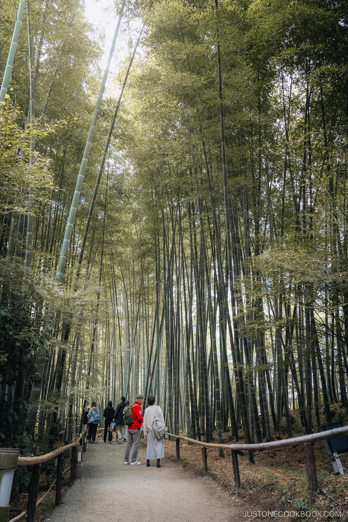 Bamboo forest