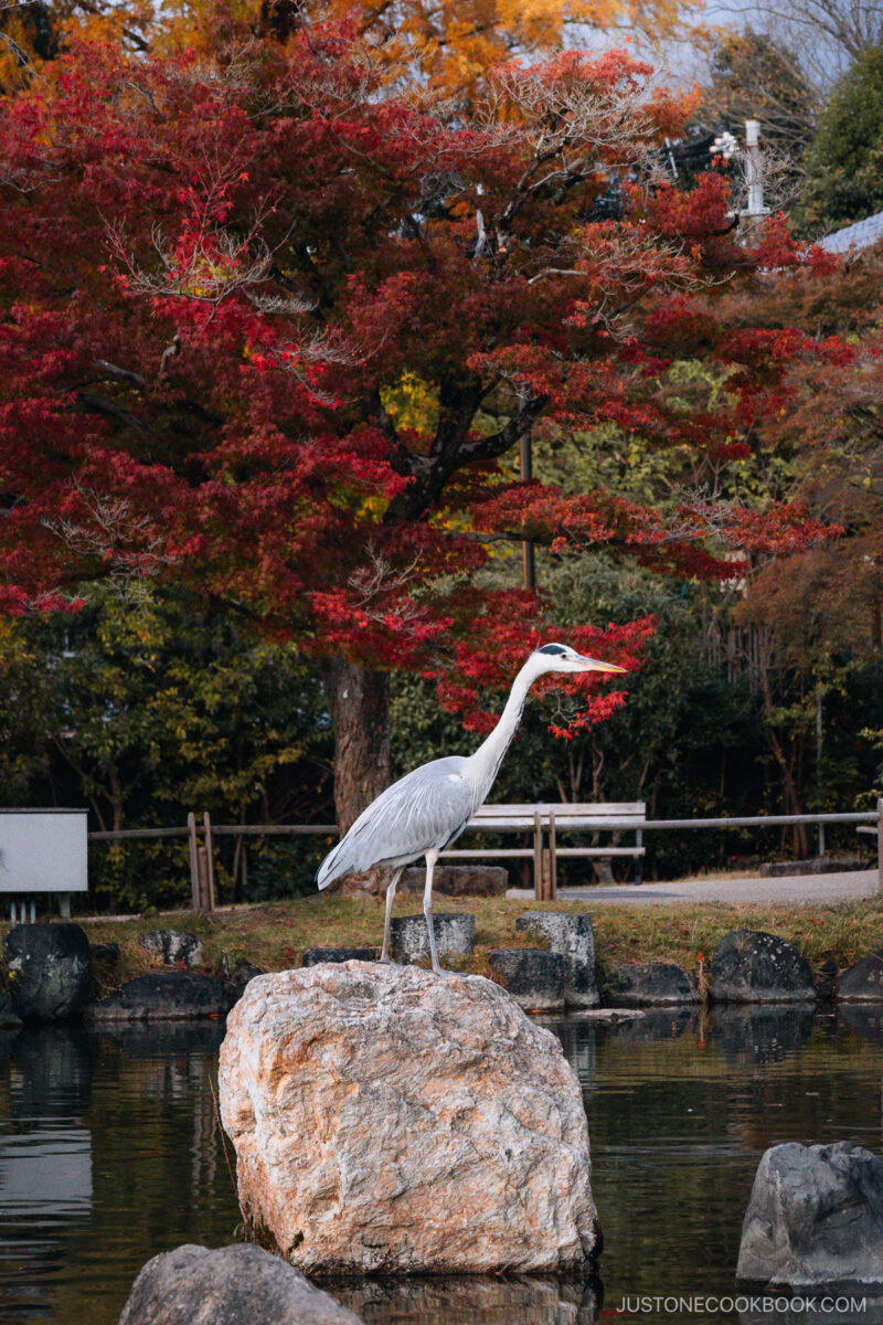 Heron standing on top of a rock with red autumn leaves in the background