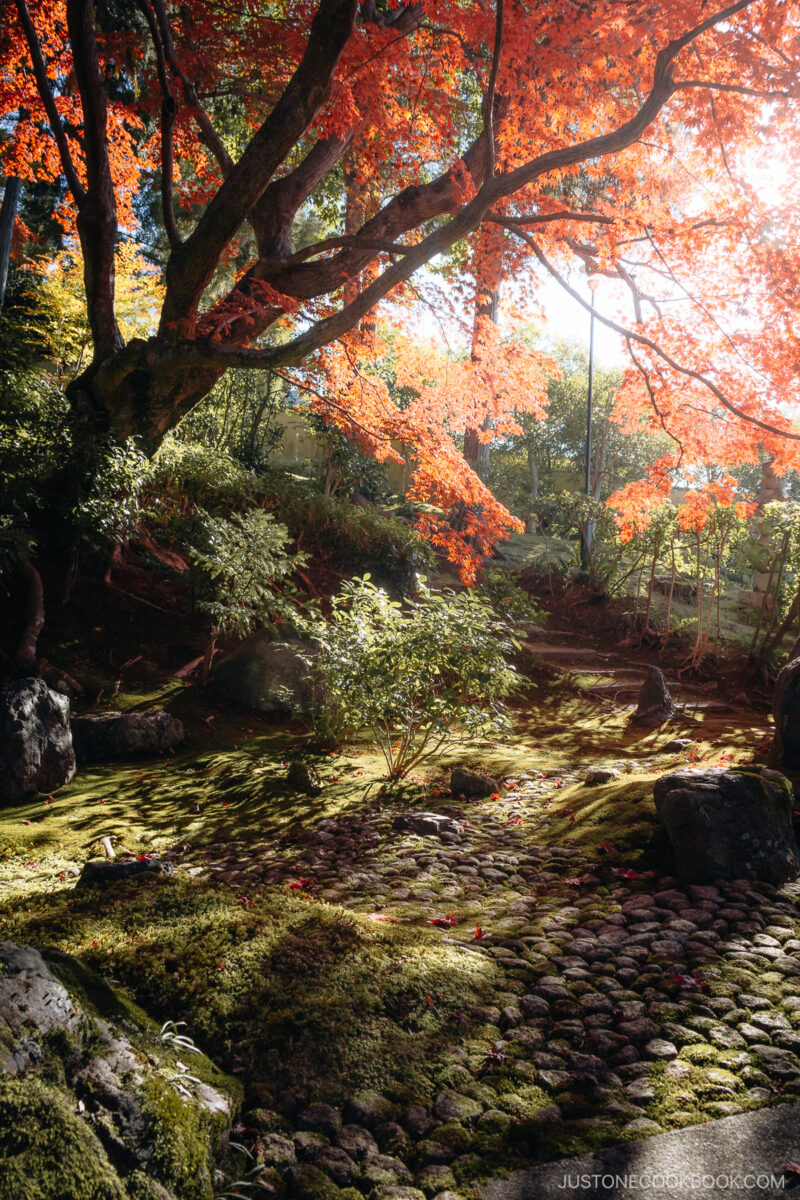 Garden covered with red autumn leaves