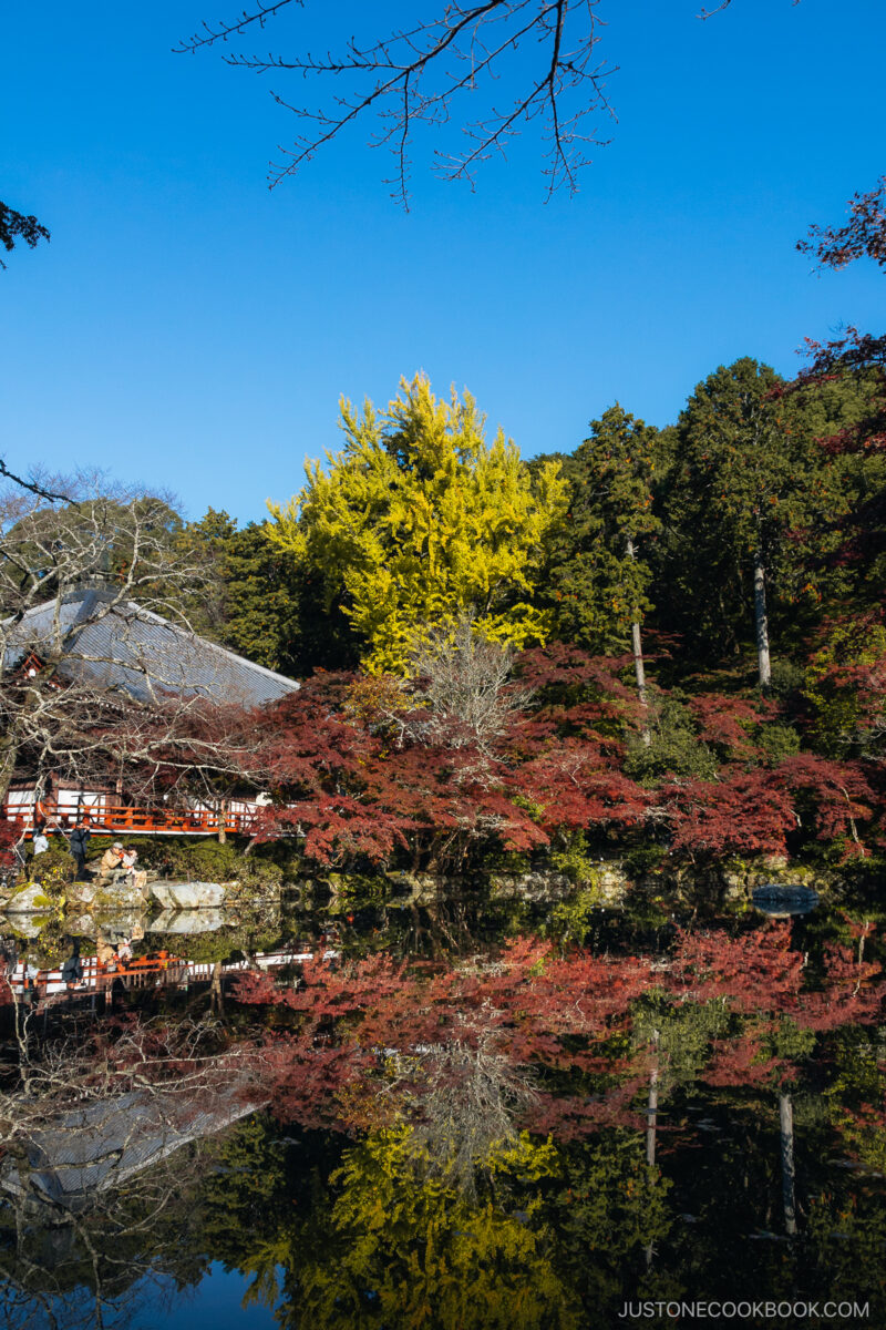 Autumn leaves on a sunny day