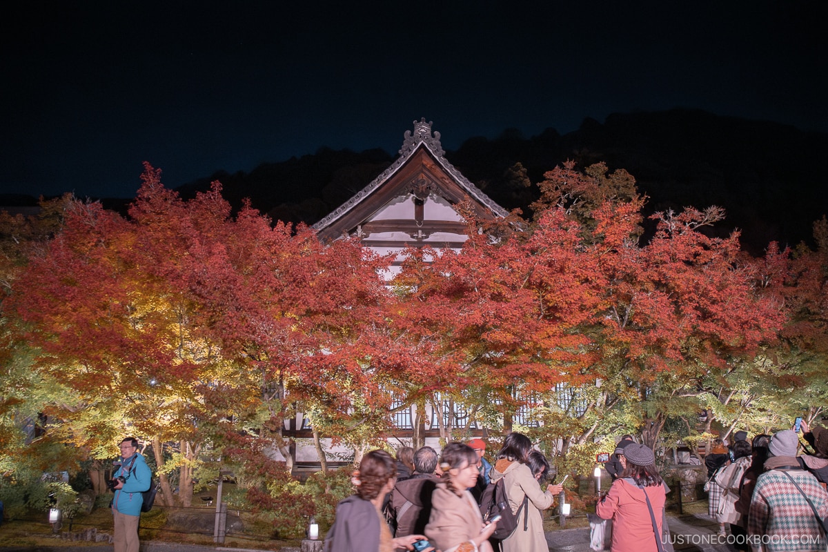 Illuminated red autumn leaves at night