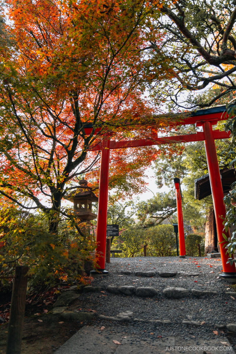 Red torii gate under autumn leaves