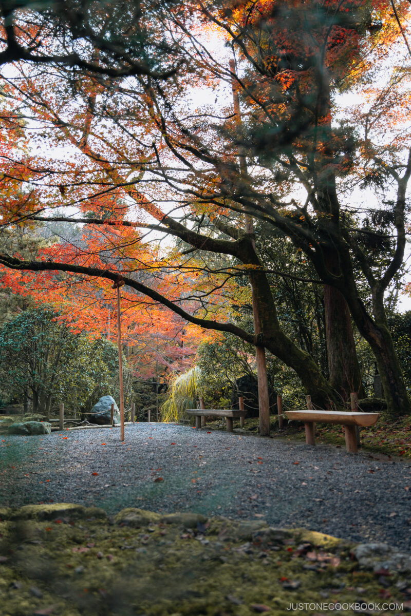 Bench seating area under autumn leaves