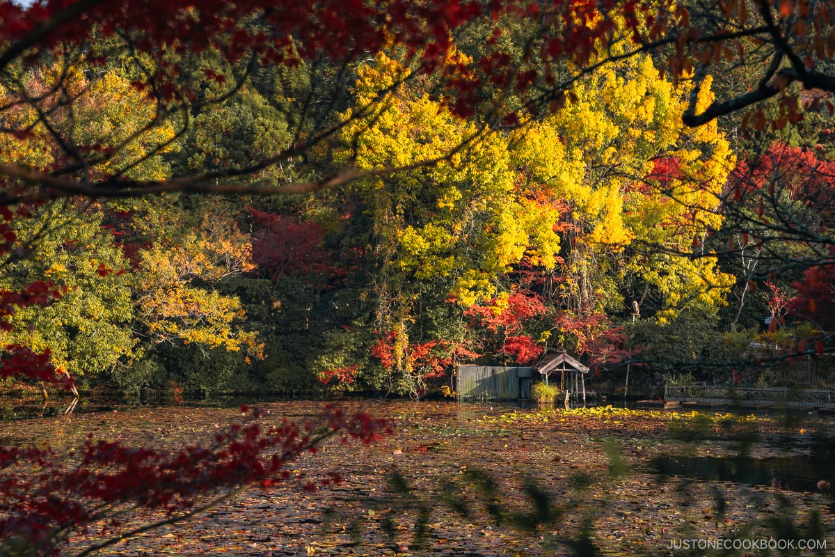 Kyoyochi Pond and autumn leaves