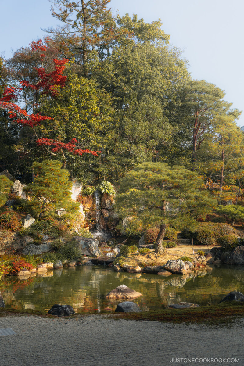 Pond with waterfall and a red maple tree