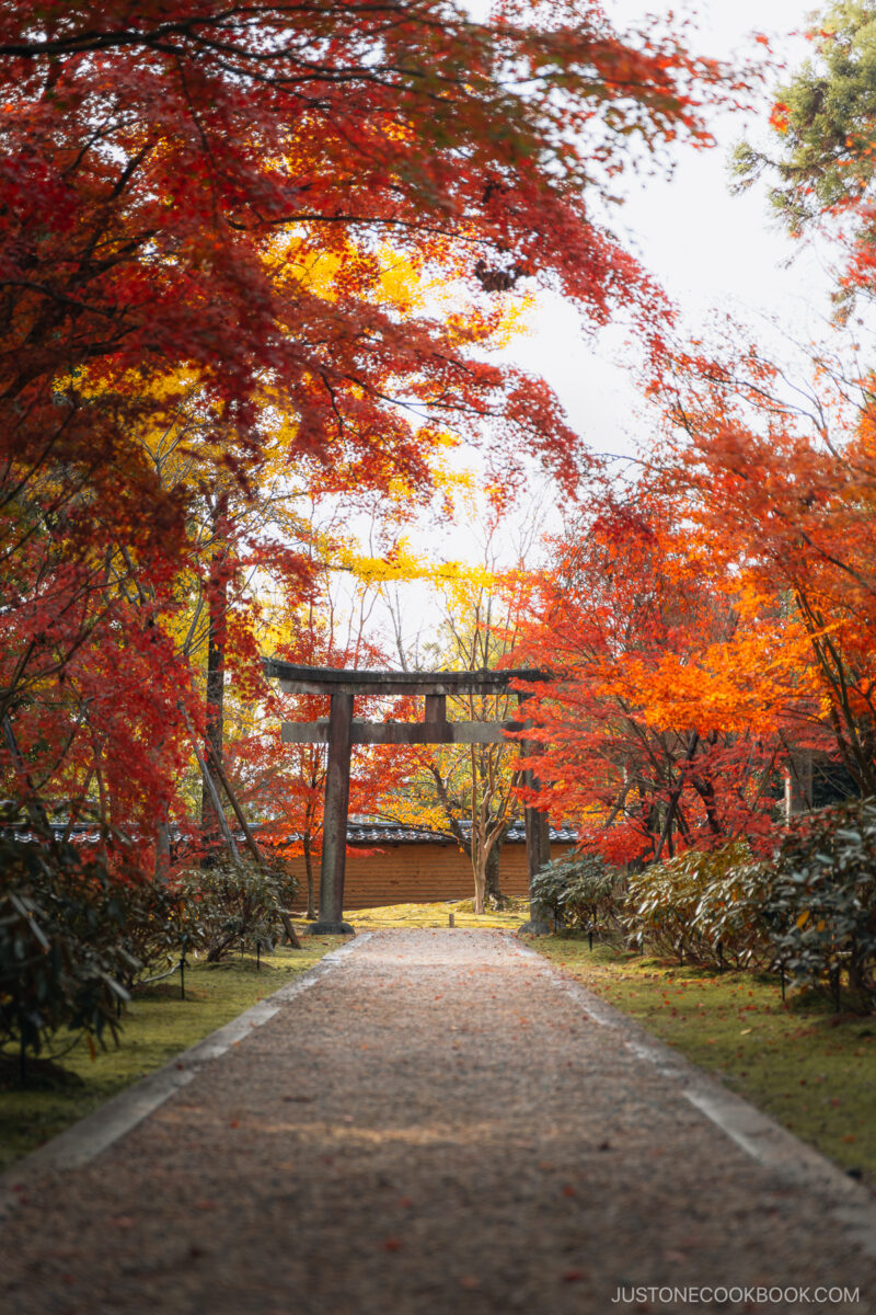 Autumn leaves with stone torii gate in the background