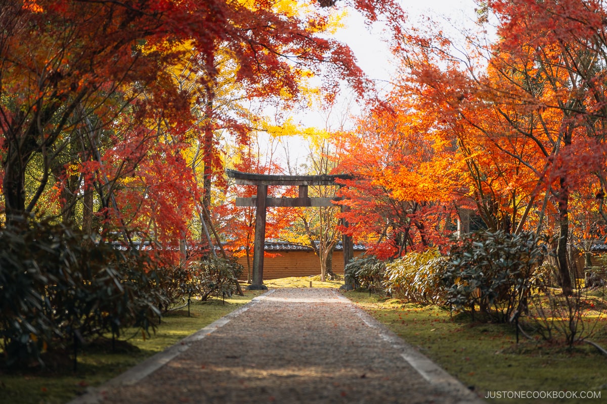 Autumn leaves with stone torii gate in the background