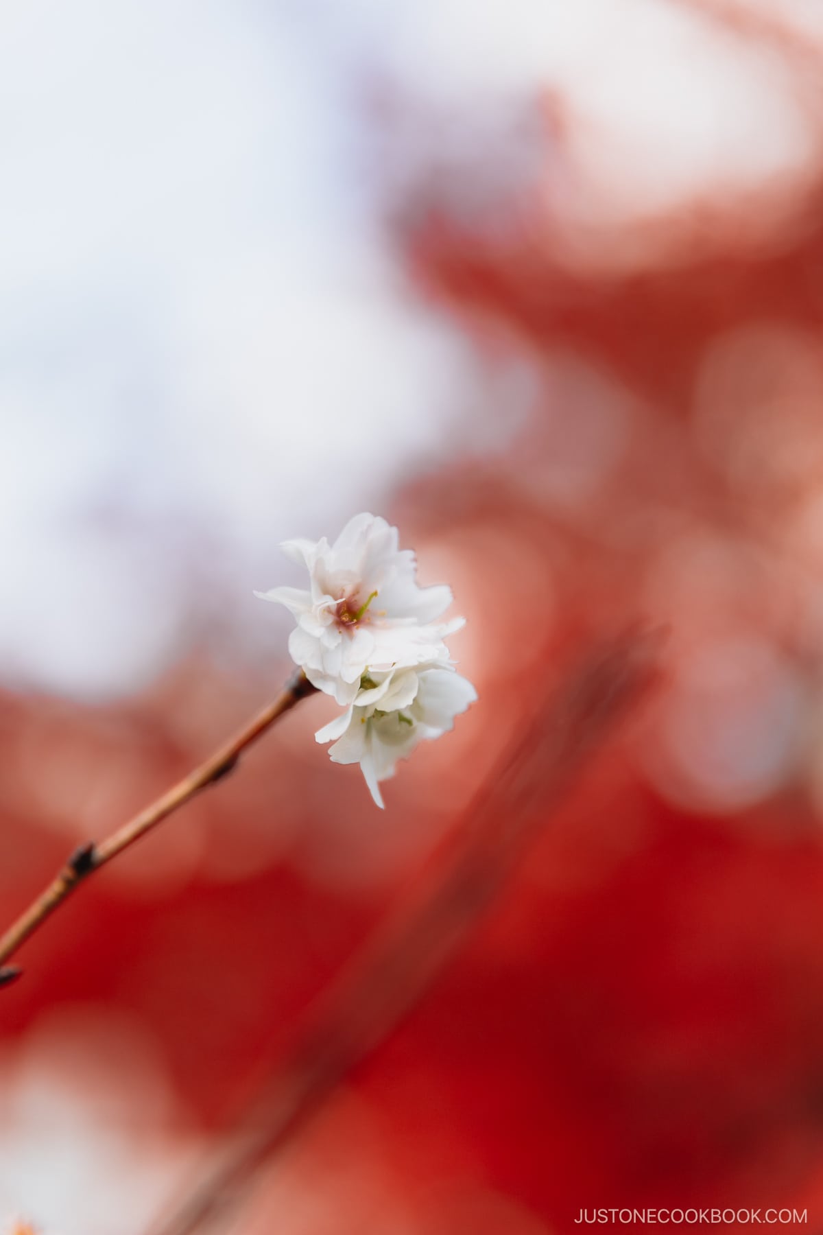 Double cherry blossom blooming