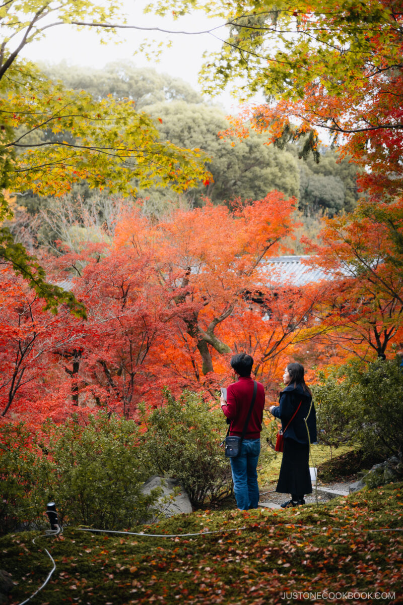 Two people watching over the red and orange autumn leaves