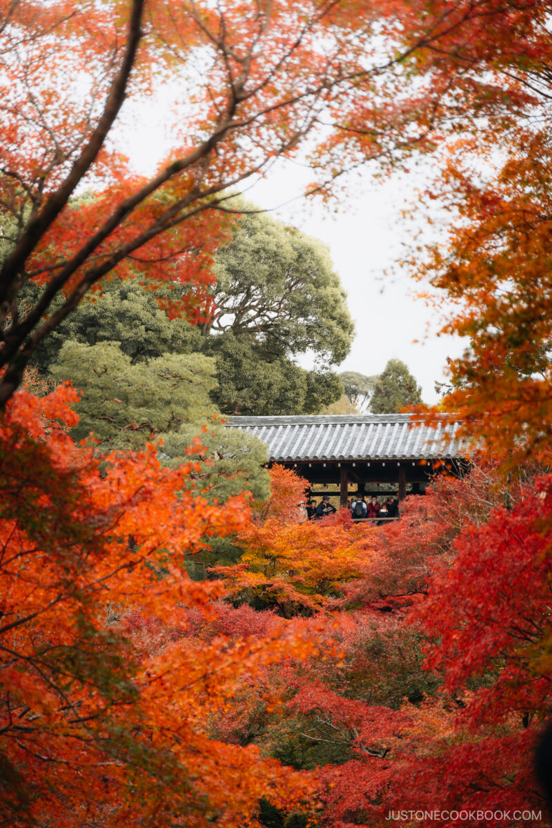 Red and orange autumn leaves with a wooden bridge in the background