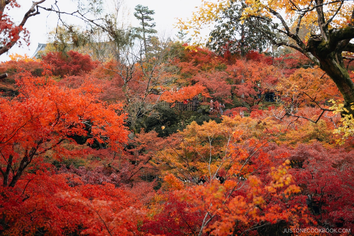 Red, orange and yellow autumn leaves