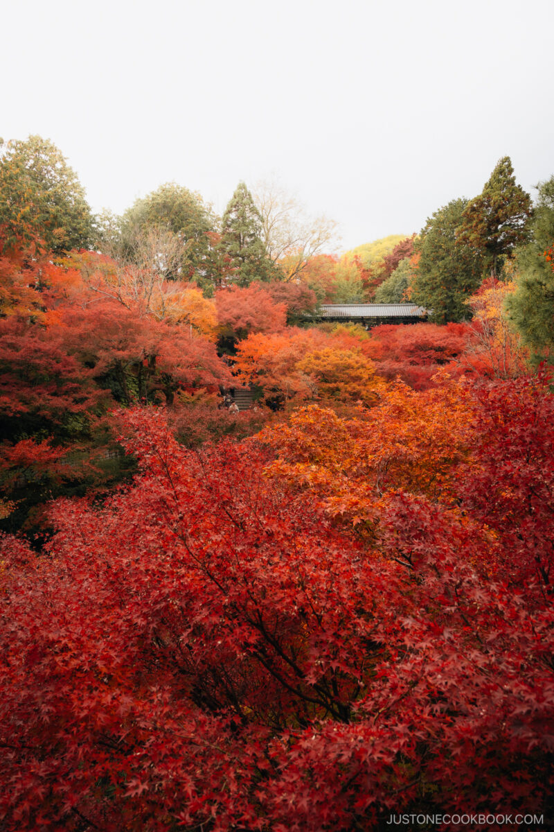 View over the top of red and orange autumn leaves with a wooden bridge in the background