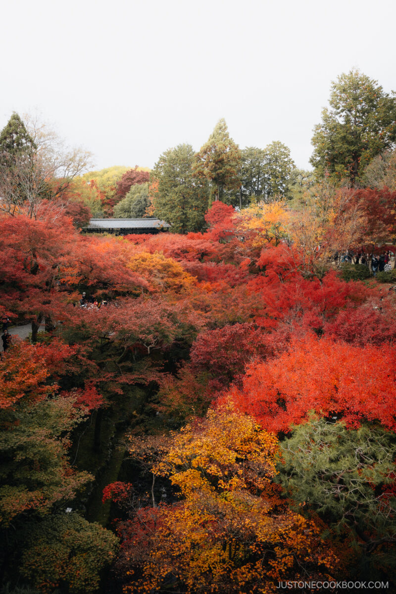 View over the top of red and orange autumn leaves with a wooden bridge in the background