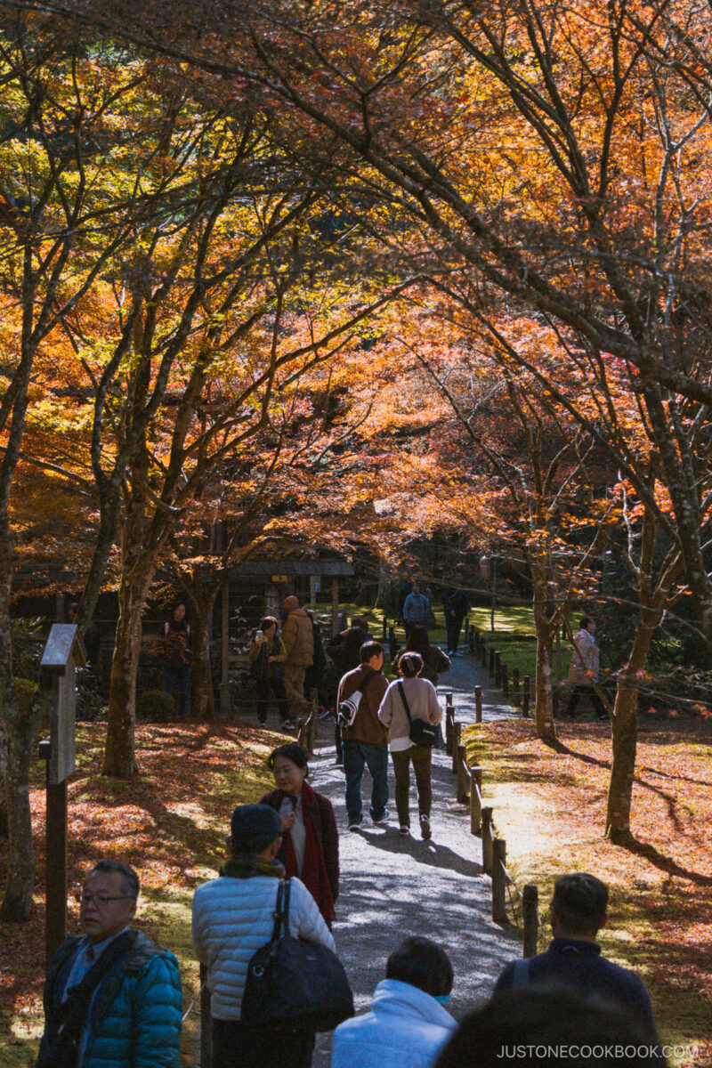 Sanzen-in autumn leaves