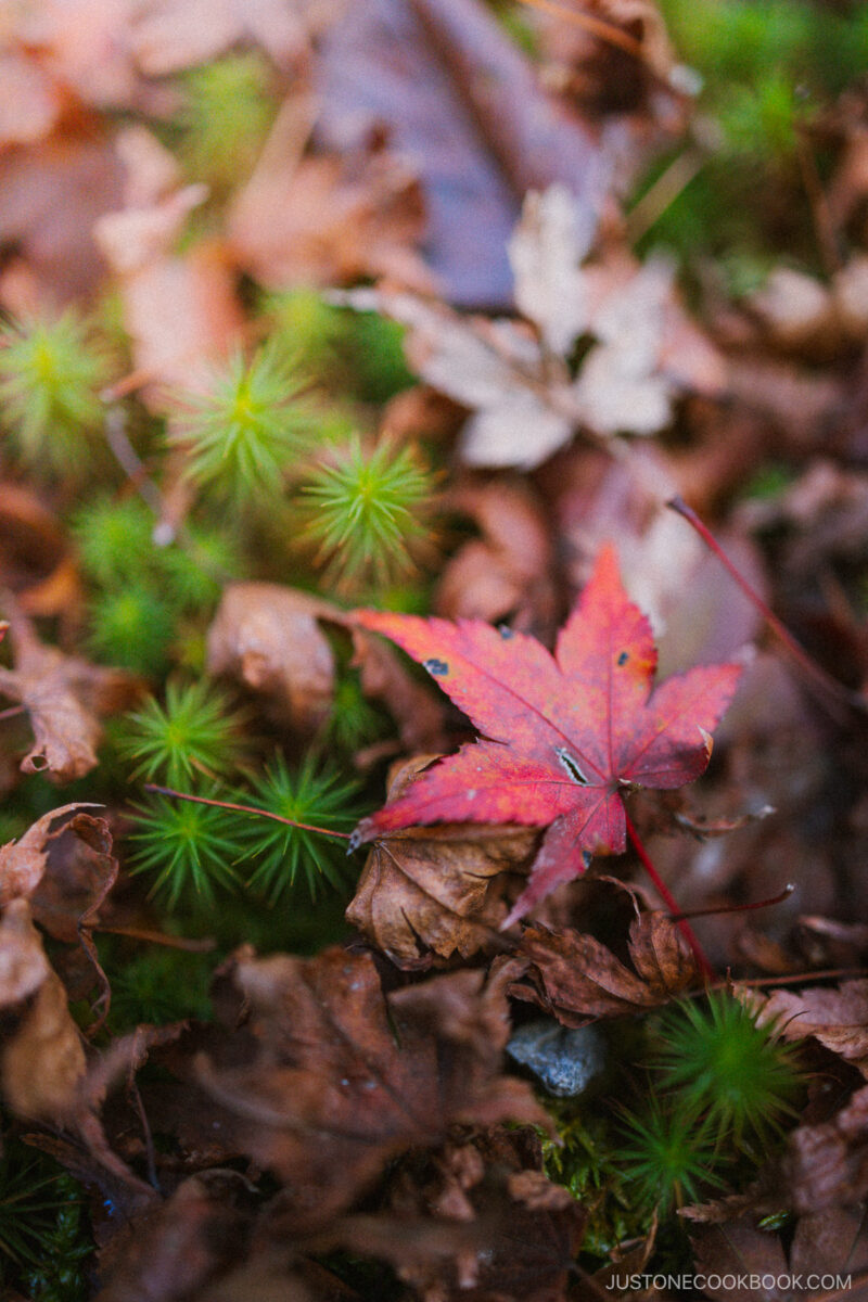 Fallen maple leaf