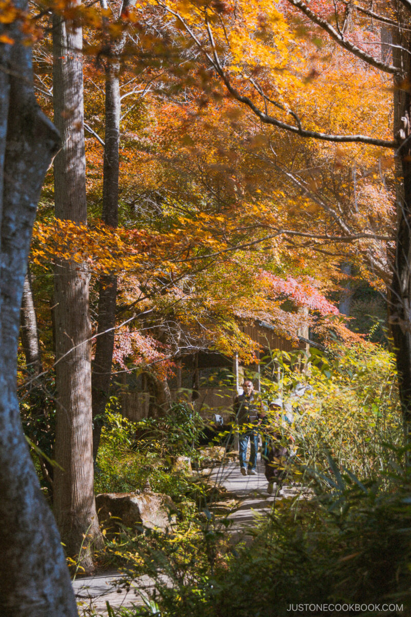 Sanzen-in autumn leaves