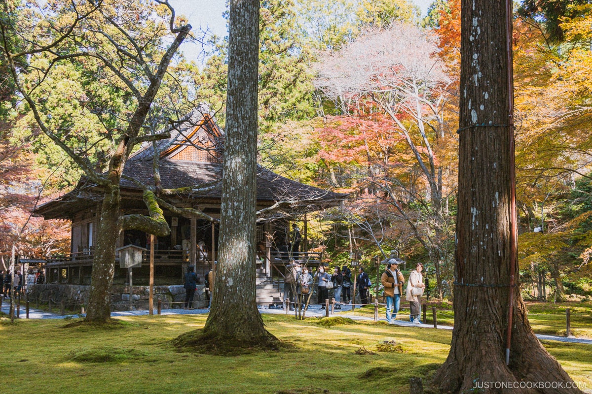 Moss garden