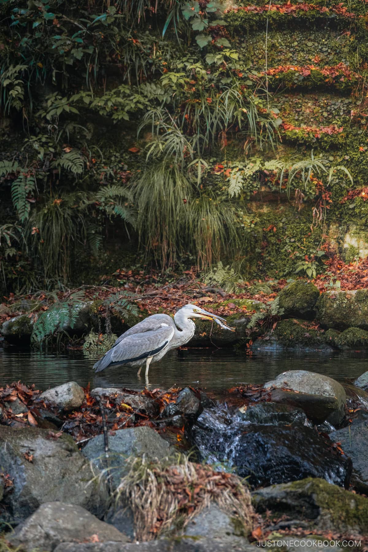 A heron catching a fish